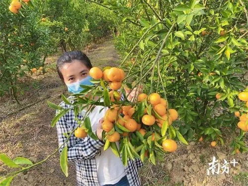 惠城蘆洲90后扶貧專干變身“網紅主播”，直播帶貨助力農副產品暢銷