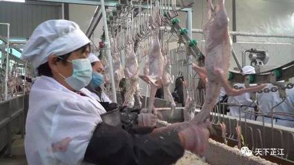 明友食品 年屠宰300萬羽芷江鴨項目投產，填補白條鴨市場空白，助力農副產品銷售升級